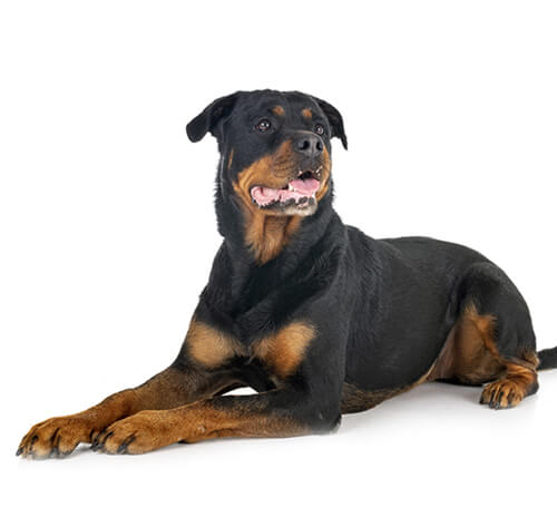 Rottweiler Steckbrief, Charakter & weitere Tipps Purina